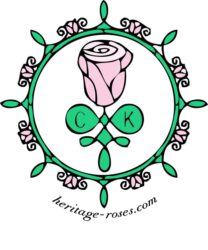 Heritage Roses – Die Schönheit der Rosen